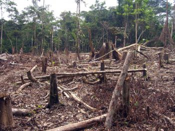 Deforestación en México